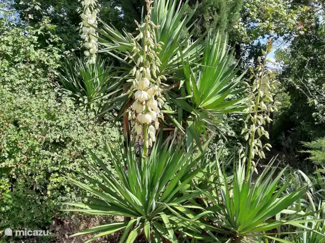 Les Dix Étoiles ¡Zona muy tranquila! en Francia, Hérault, La Tour-sur-Orb - villa En septiembre florecen las yucas en el jardín.