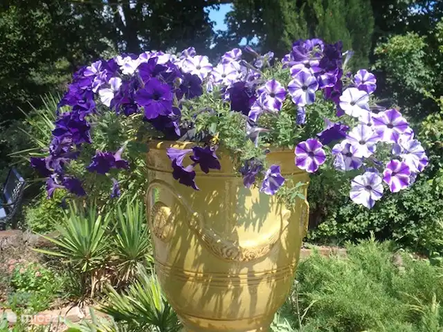 Les Dix Étoiles ¡Zona muy tranquila! en Francia, Hérault, La Tour-sur-Orb - villa Jarrones d'Anduze llenos de flores alrededor de la piscina. A menudo hermosa durante toda la temporada gracias a nuestros huéspedes de dedos verdes y nuestro sistema de riego.