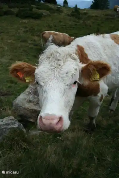 ¡Soy el jefe aquí!