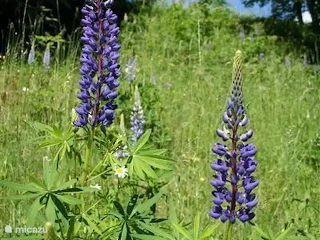 Chalet alpin | Autriche, Styrie, Stadl an der Mur - chalet Lupins.