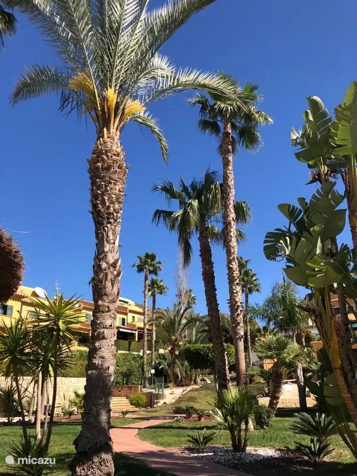 Hermoso jardín maduro con hermosas palmeras.