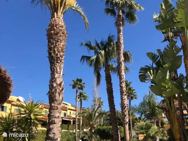 Casa Soleada | Espagne, Costa Blanca, Finestrat - maison de vacances Beau jardin arboré avec de beaux palmiers.