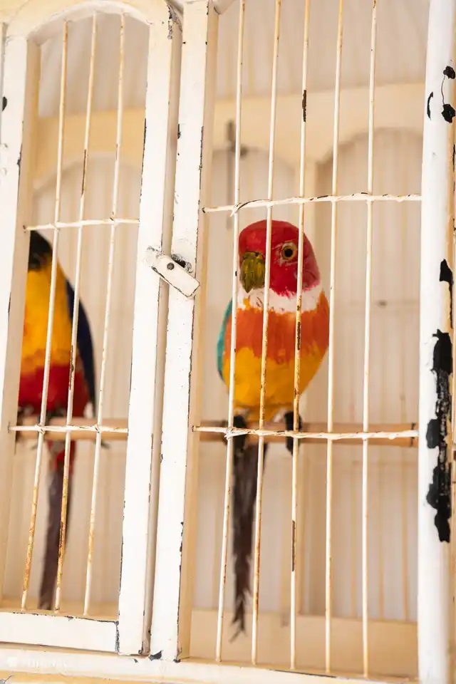 They watch over the terrace.