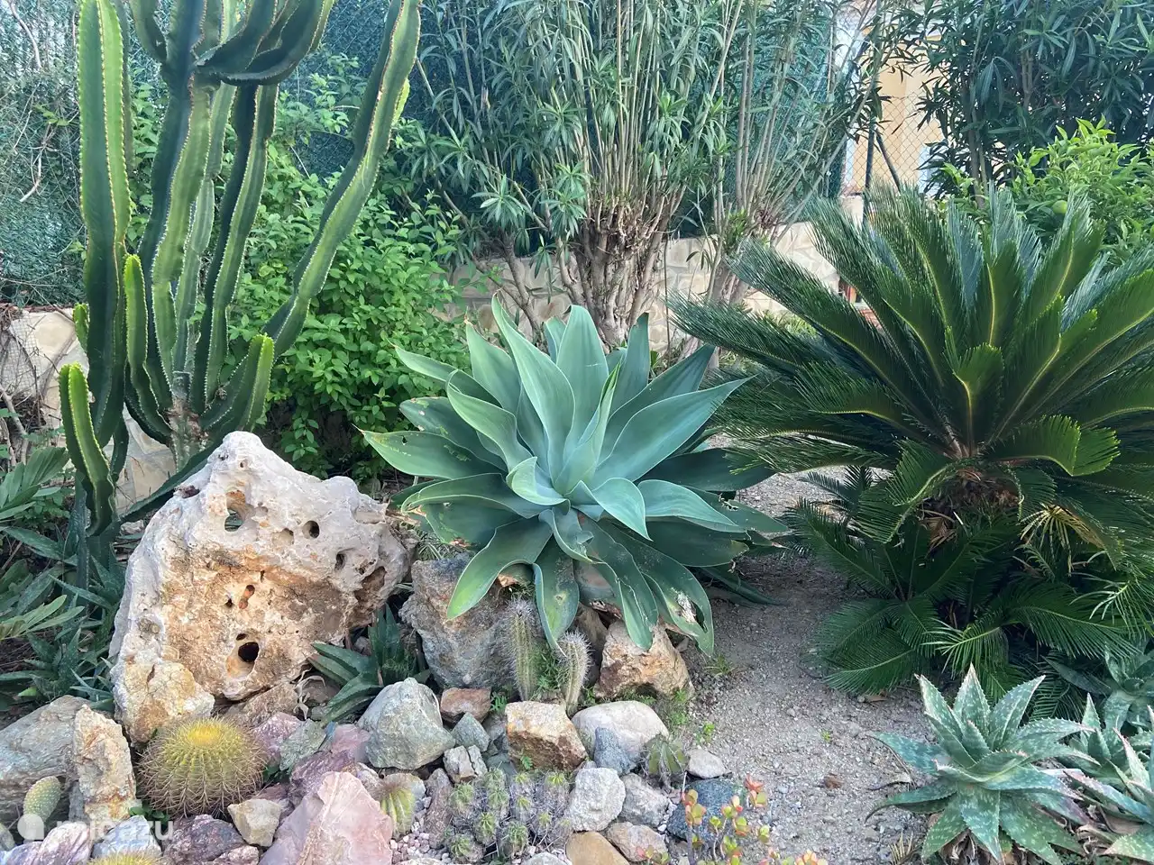 Garden around the house.