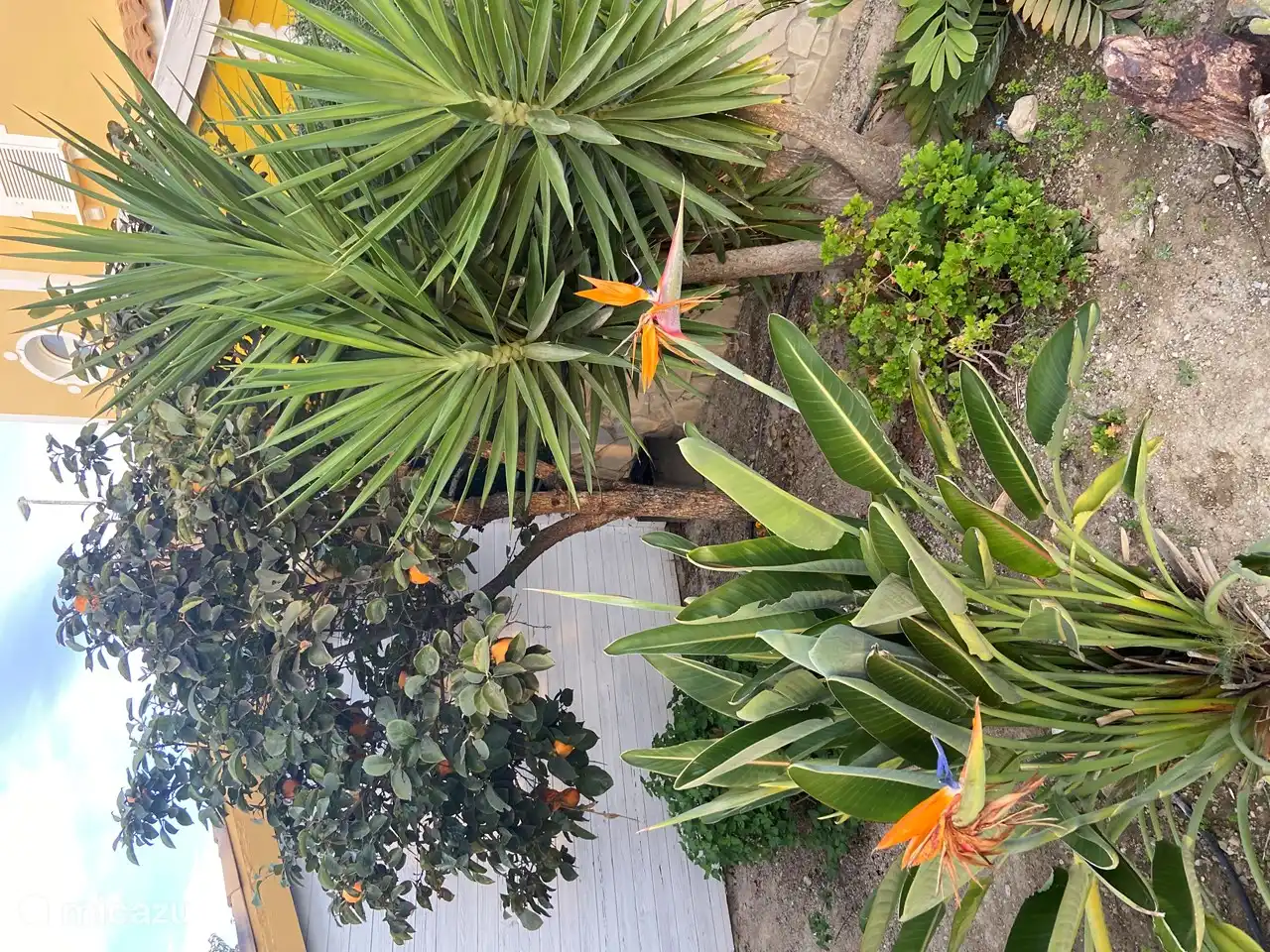 Garden next to the terrace.