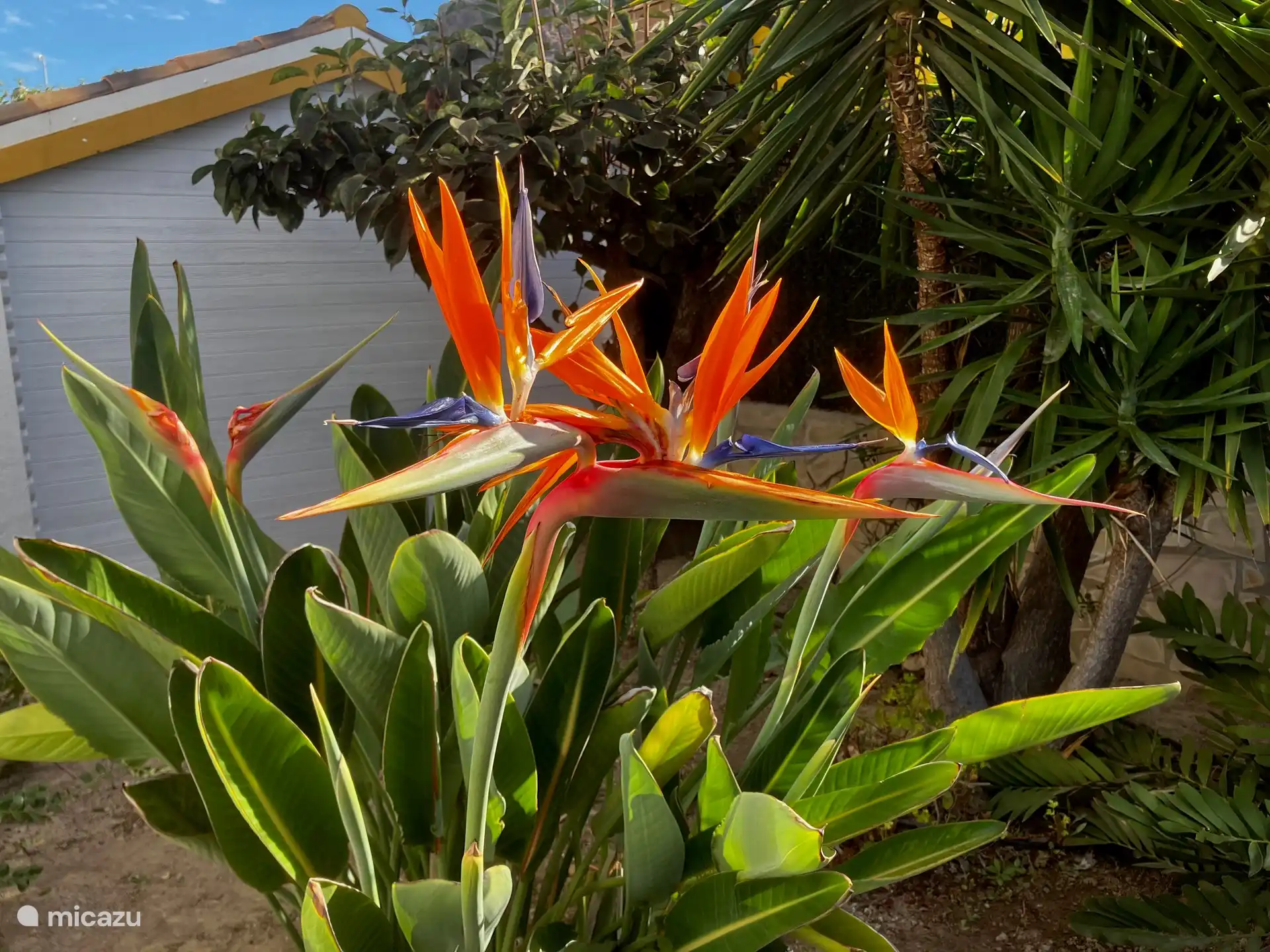 Floral splendor garden.