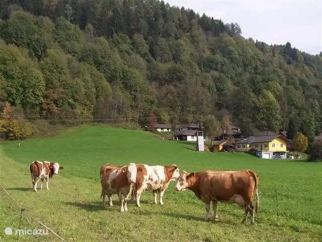 meadow next to the bungalows.