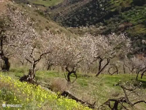 Amandelbomen op het erf