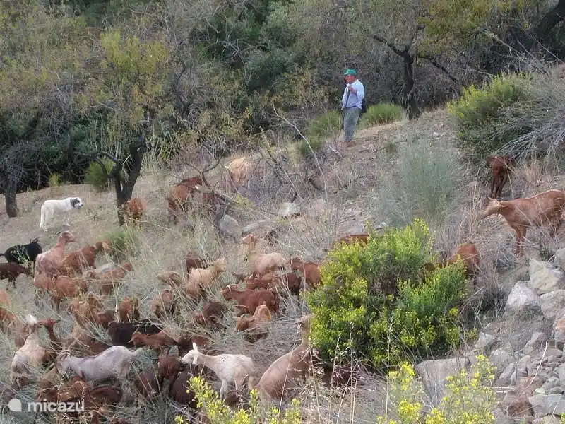 De geitenhoeder passeert Villa Lasata