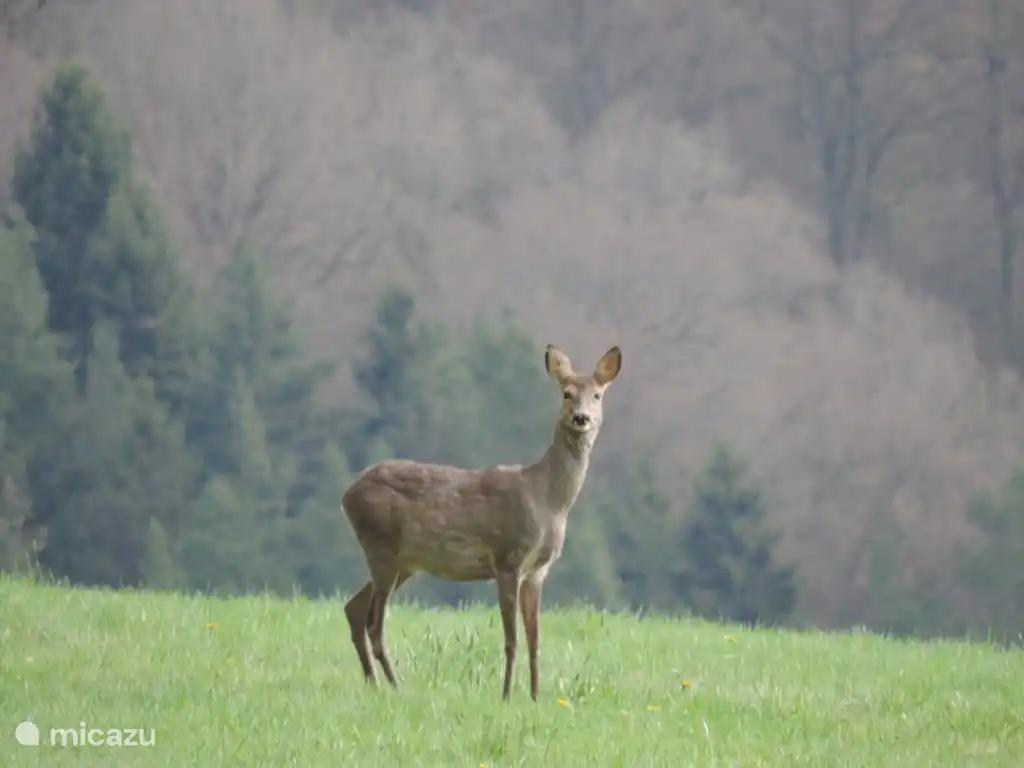 In the morning from the conservatory