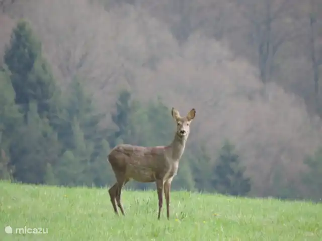 zum hirsch en Alemania, Eifel, Uedelhoven - chalet Por la mañana desde el conservatorio.