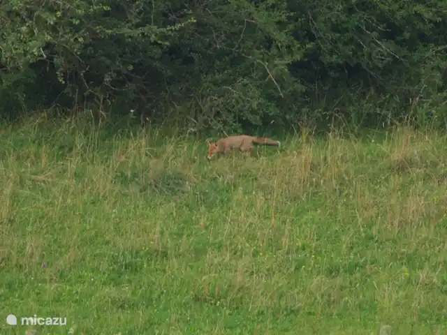 zum hirsch en Alemania, Eifel, Uedelhoven - chalet Zorro a la caza