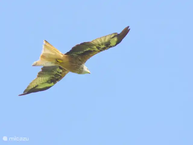 zum hirsch en Alemania, Eifel, Uedelhoven - chalet Guau