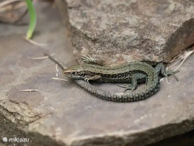 zum hirsch en Alemania, Eifel, Uedelhoven - chalet
