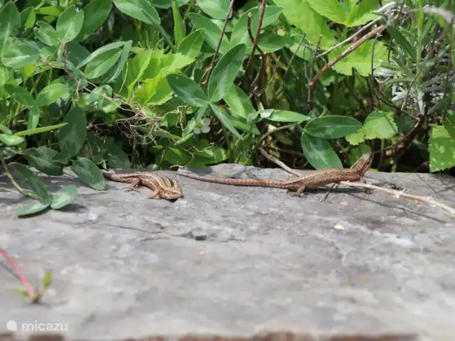 zum hirsch en Alemania, Eifel, Uedelhoven - chalet