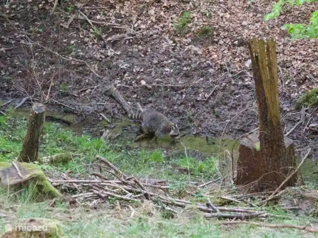 zum hirsch en Alemania, Eifel, Uedelhoven - chalet