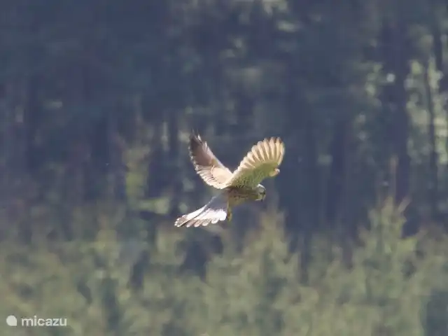 zum hirsch en Alemania, Eifel, Uedelhoven - chalet