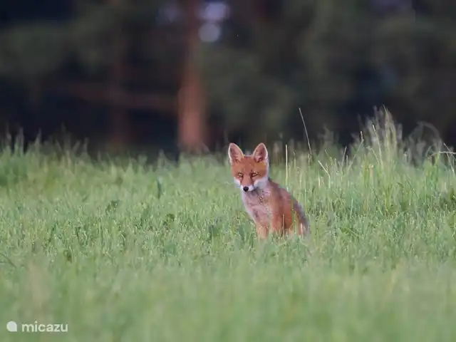 zum hirsch en Alemania, Eifel, Uedelhoven - chalet