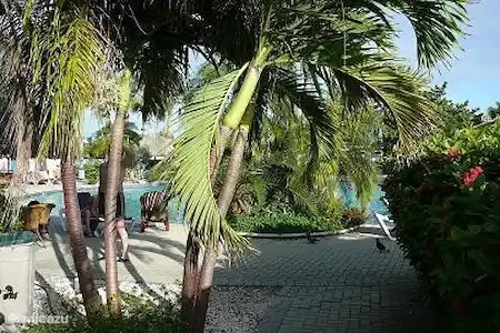 Vakantiehuis Curaçao, Banda Ariba (oost), Seru Coral appartement Resort Seru Coral Zwembad