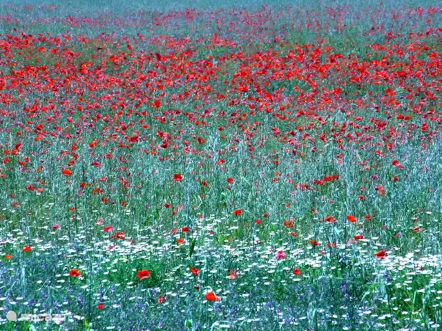 Etage Le Mas de Saint-Ferreol en Francia, Drôme, Menglon - apartamento Al lado de nuestra casa a principios de verano.