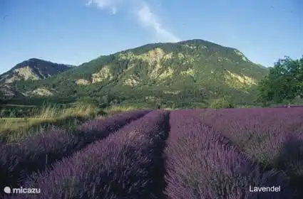 Lavender Field