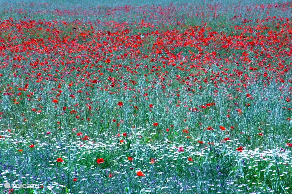 Voorjaar bij ons om de hoek