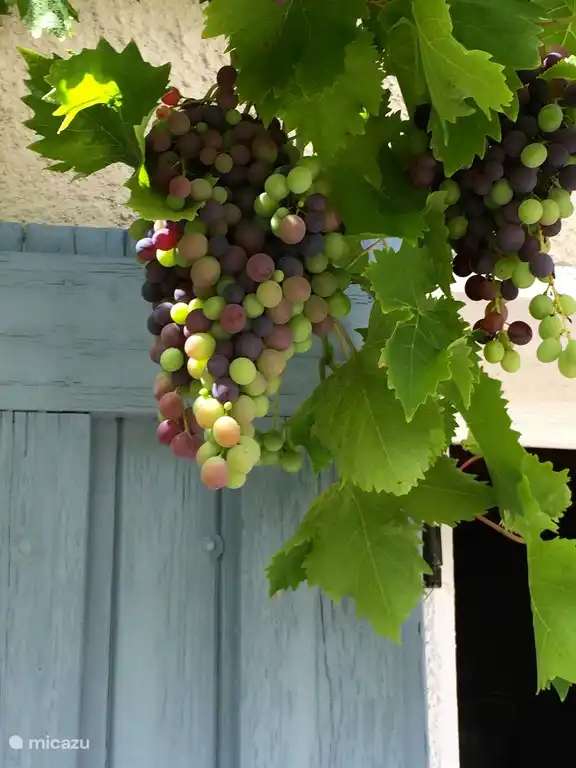 Druiven in de tuin onder de Pergola