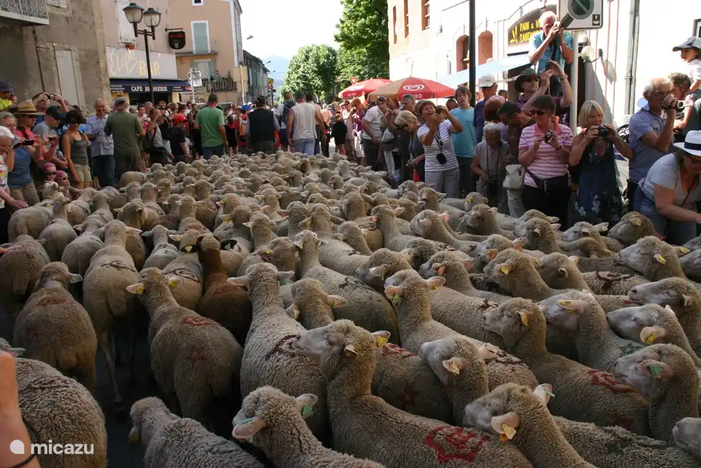De Transhumance, de schapen gaan naar de bergen elke zomer . Feest in Die.