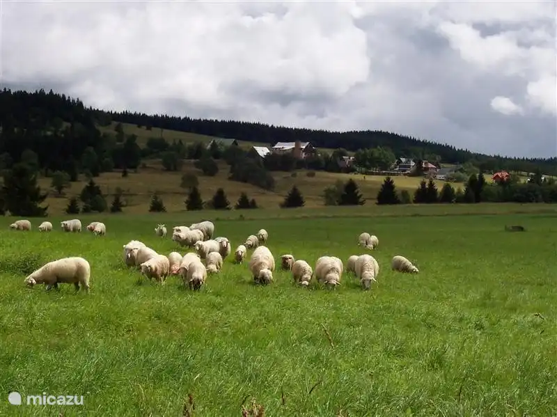 Im Sommer halten die Schafe das Gras kurz in den Bergen.