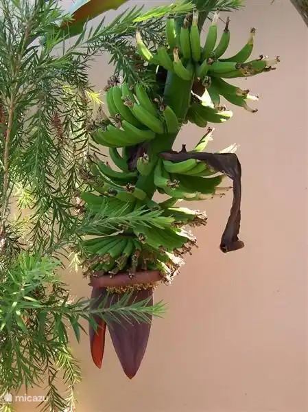Bananenstauden im Garten