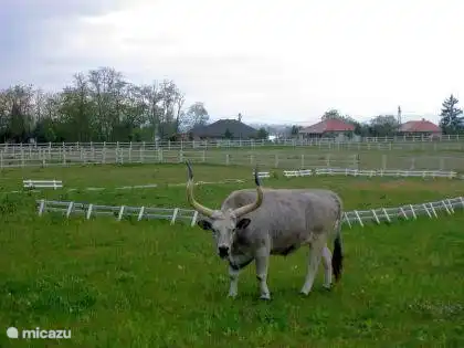 Graue Zuchtmilchkühe Balatonszemes