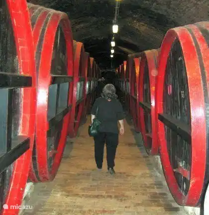Alte Weinfässer im Keller des Balatonlelle