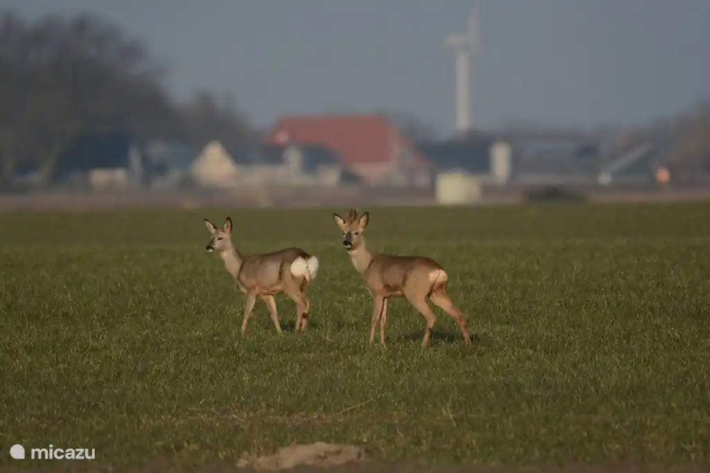 Tiere in der Umgebung