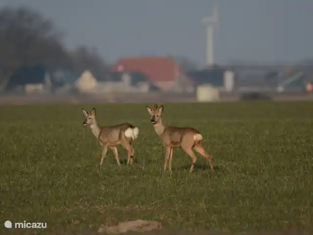 Grieta de Van Dam en Países Bajos, Frise, Oosterbierum - casa vacacional animales de la zona