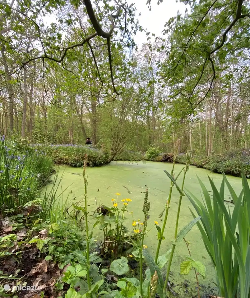 Het Wildrijk - un beau domaine avec des jacinthes sauvages en avril. Enchanteur!