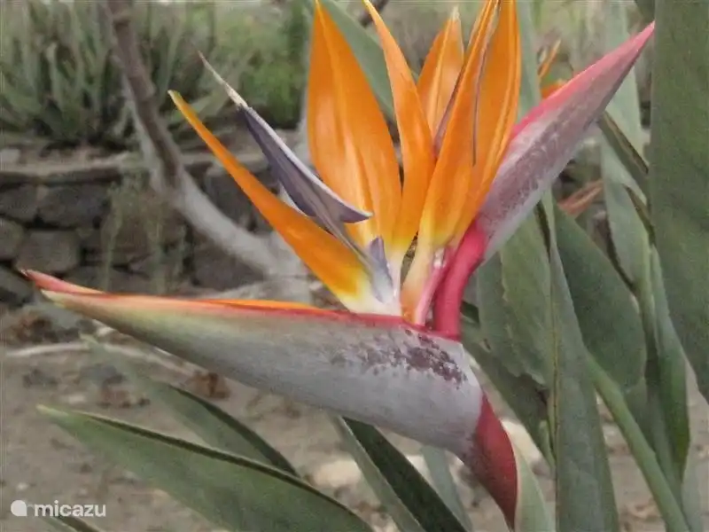Diese strelitzia Blume in der freien Wildbahn.