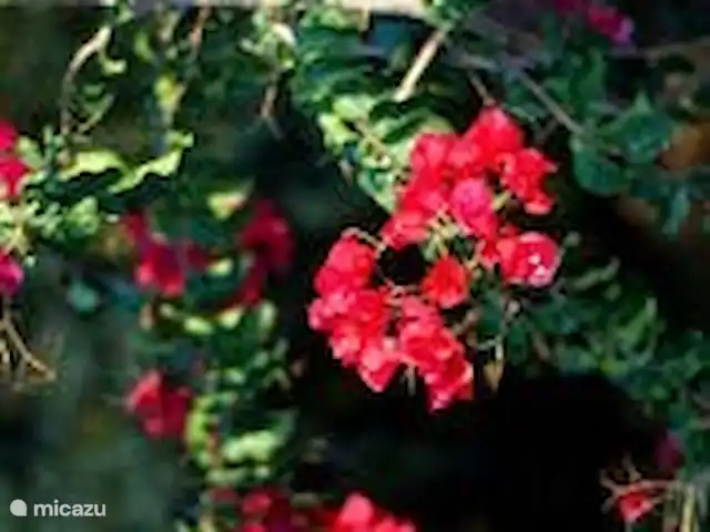 Villa Éléonore | Grèce, Crète, Prinès - villa Magnifique bougainvillier sur la pergola de la terrasse et côté de la maison.