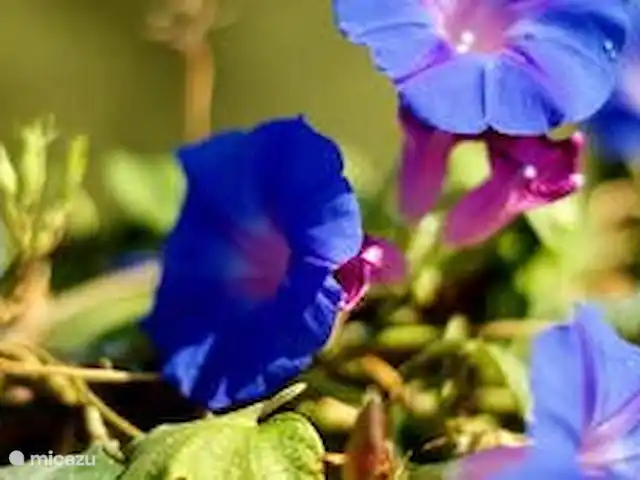Villa Éléonore | Grèce, Crète, Prinès - villa Fleurs bleues du matin, dans la clôture au bout de la piscine. Beau.