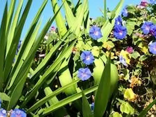 Villa Éléonore | Grèce, Crète, Prinès - villa Arbuste bleu du matin.