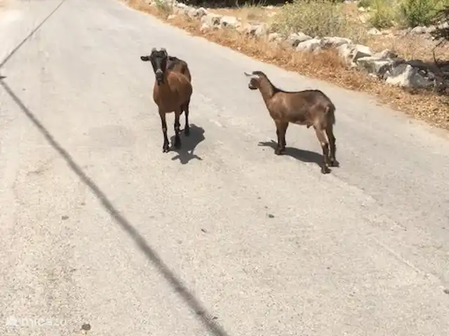 Villa Éléonore | Grèce, Crète, Prinès - villa Dans la zone sur le chemin de la côte, vous rencontrez régulièrement des chèvres et/ou des moutons