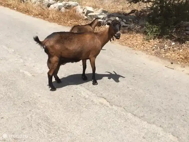 Villa Éléonore | Grèce, Crète, Prinès - villa Des chèvres sur la route, parfois des moutons aussi.