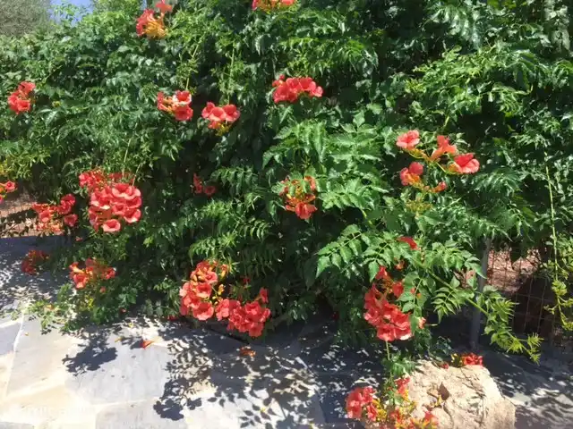 Villa Éléonore | Grèce, Crète, Prinès - villa Arbuste au jardin