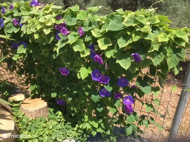 Villa Éléonore | Grèce, Crète, Prinès - villa Arbuste bleu du matin avec de belles fleurs bleues tous les jours d'été.