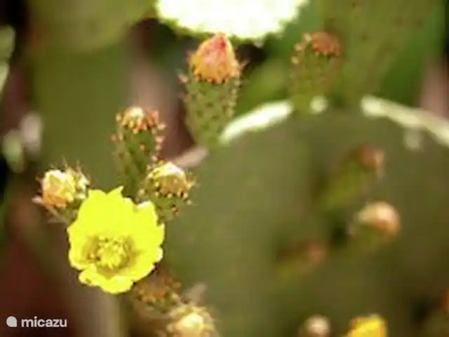 Villa Éléonore | Grèce, Crète, Prinès - villa Fleurs jaunes de cactus sur les grandes feuilles