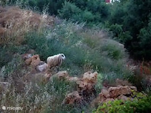 Villa Éléonore | Grèce, Crète, Prinès - villa Moutons debout sur un rocher dans l'oliveraie à côté de la maison.