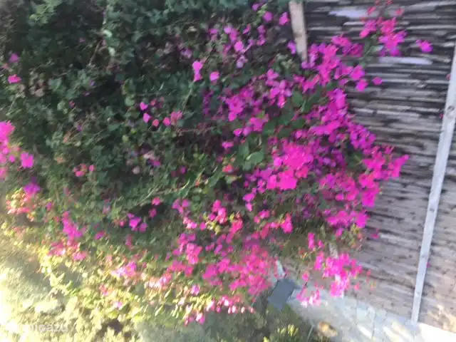 Villa Éléonore | Grèce, Crète, Prinès - villa Bougainvillier sur et à côté de la pergola au dessus de la terrasse