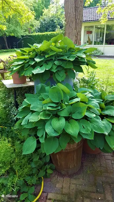 Hostas mit dem Ferienhaus im Hintergrund