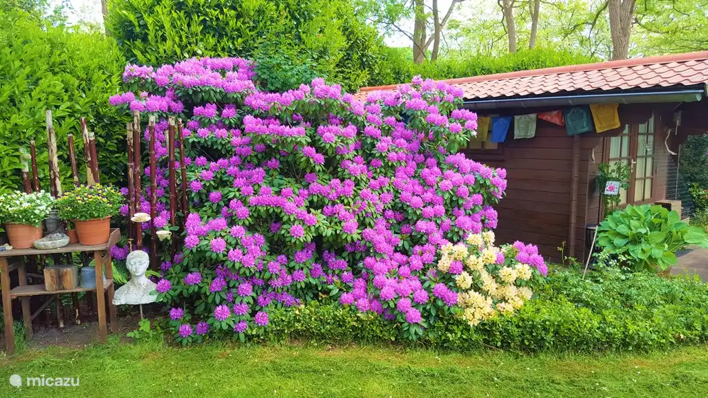 Rhododendron