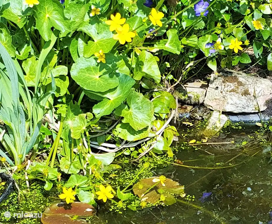 Siehst du den Frosch?
