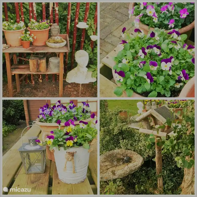 Geigen in voller Blüte